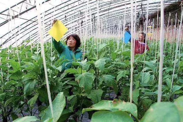 68种杀虫剂用药指南看完秒变专家！(图7)