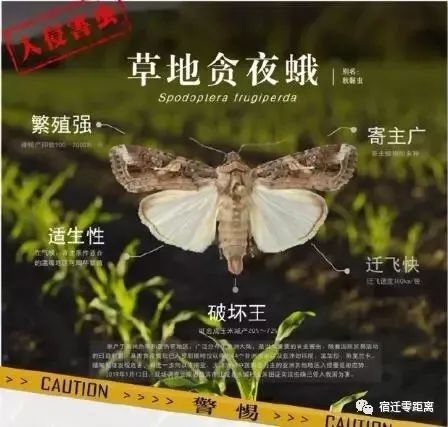 紧急通知！这一虫害正逼近宿迁请广大农户做好灭杀！每晚能飞行100多公里！(图2)