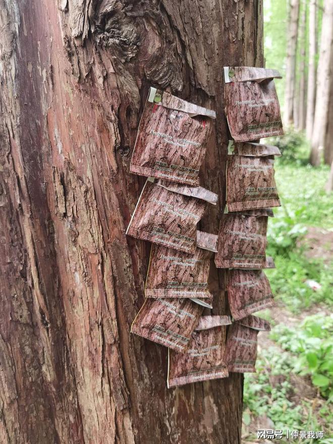 杭州西湖杀虫不用农药(图2)