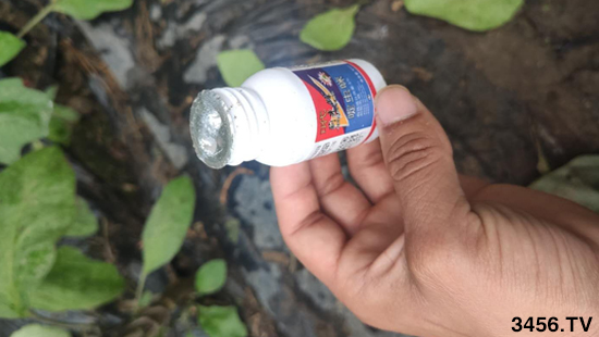 抗性蓟马难灭杀？学会这招虫卵双杀！蓟马防治不犯愁！(图1)