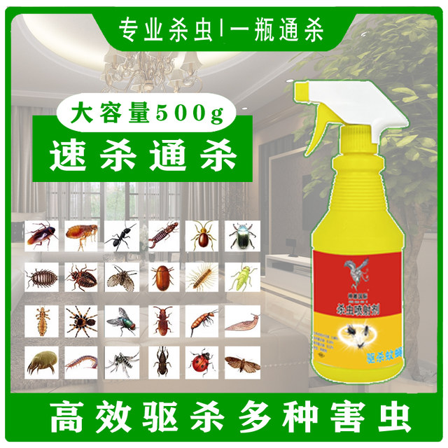 屋里的果蝇是怎么来的怎么消灭？(图1)