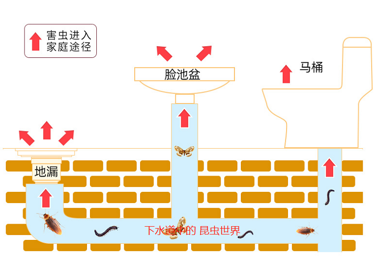 屋里的果蝇是怎么来的怎么消灭？(图2)