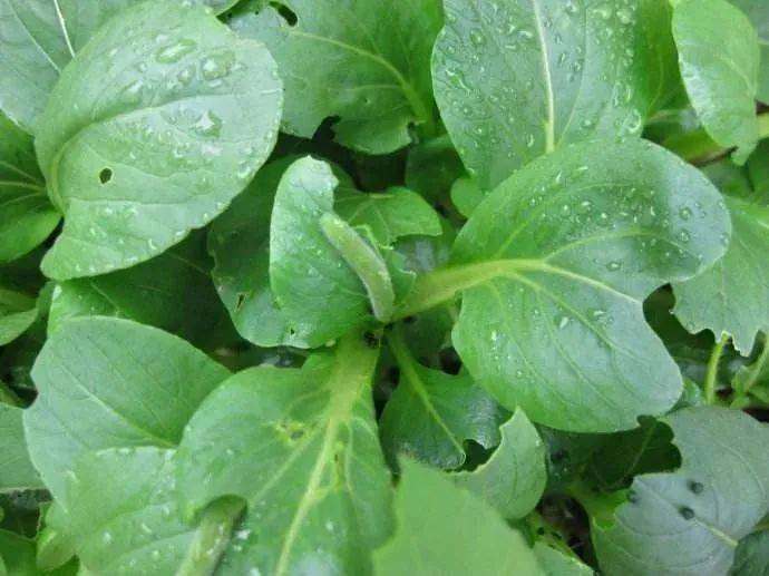 55种杀虫剂汇总地上地下抗性害虫大扫除(图1)