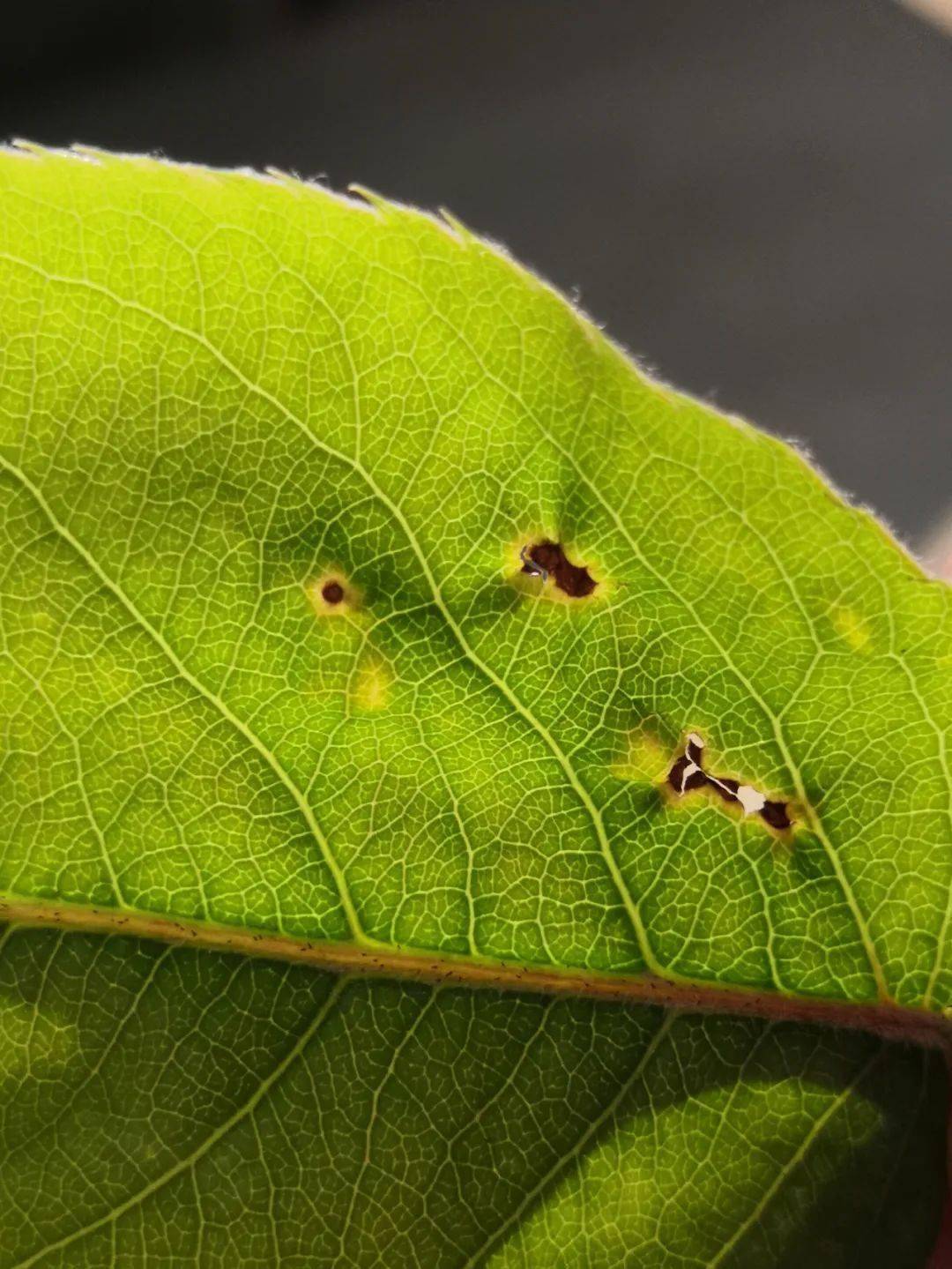 55种杀虫剂汇总地上地下抗性害虫大扫除(图2)