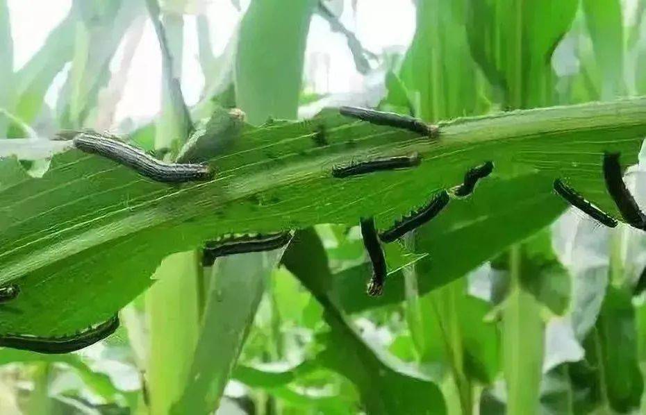 55种杀虫剂汇总地上地下抗性害虫大扫除(图3)