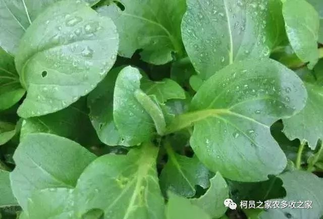 55种杀虫剂汇总防治虫害不容错过(图1)