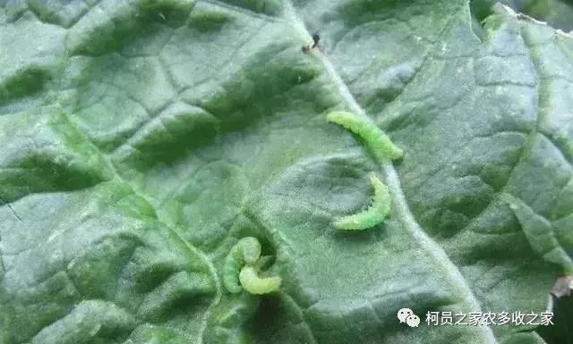 55种杀虫剂汇总防治虫害不容错过(图2)