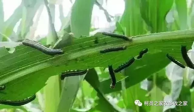 55种杀虫剂汇总防治虫害不容错过(图3)