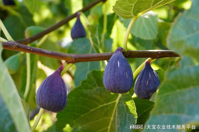 天宝农技：芭劳奈无花果难缠病虫害实战秘方！(图1)