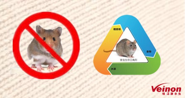专灭老鼠-北京除虫杀虫灭虫公司_灭鼠灭蟑螂灭蚂蚁灭四害消杀公司_北京维诺康(图1)