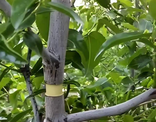 冬枣栽培优质高产管理技术深度探讨(图3)