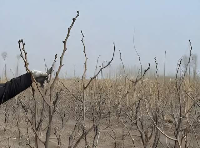 冬枣栽培优质高产管理技术深度探讨(图2)