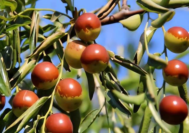 冬枣栽培优质高产管理技术深度探讨(图1)