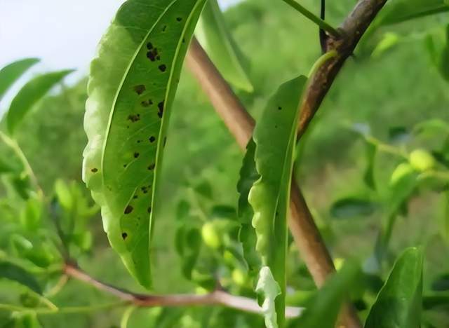 冬枣栽培优质高产管理技术深度探讨(图4)