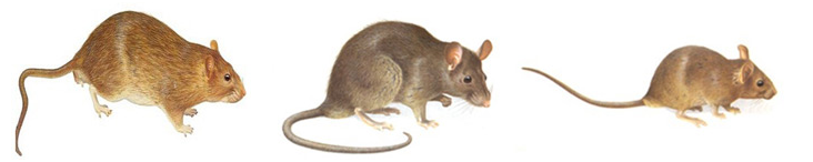 深圳灭鼠专业灭鼠公司怎么灭老鼠哪有公司除虫(图1)