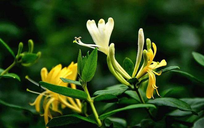 拖地滴两滴蚊子跑光光！好有效的拖地花露水驱蚊还能清洁地板(图5)