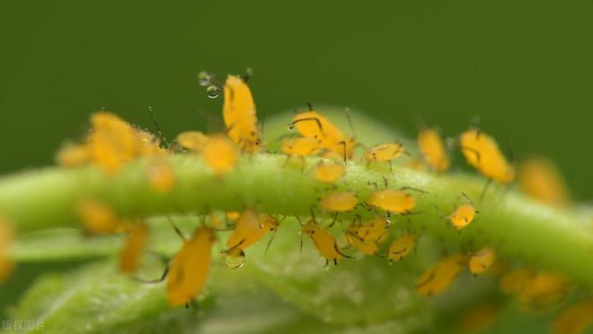 吡虫啉主要杀什么害虫(图1)