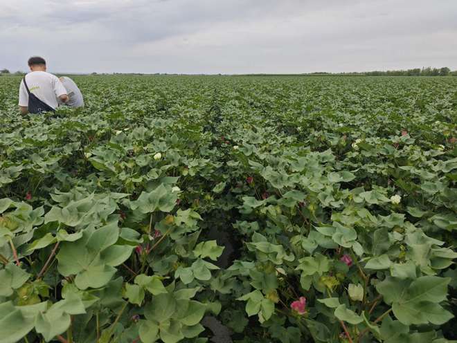 吡虫啉主要杀什么害虫(图2)