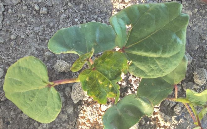 吡虫啉主要杀什么害虫(图5)