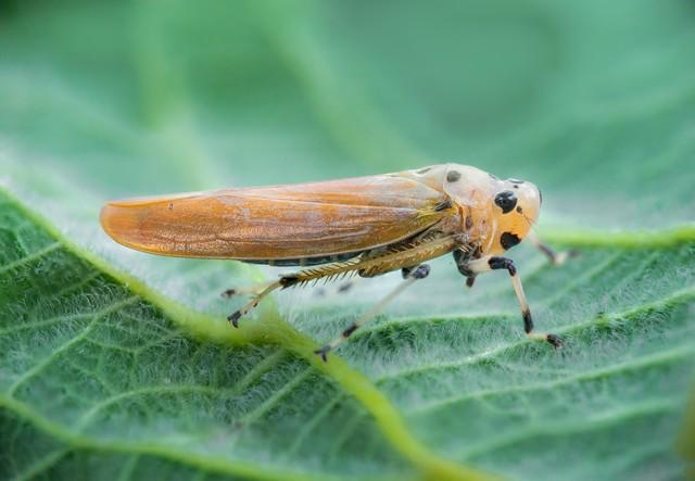 吡虫啉主要杀什么害虫(图4)