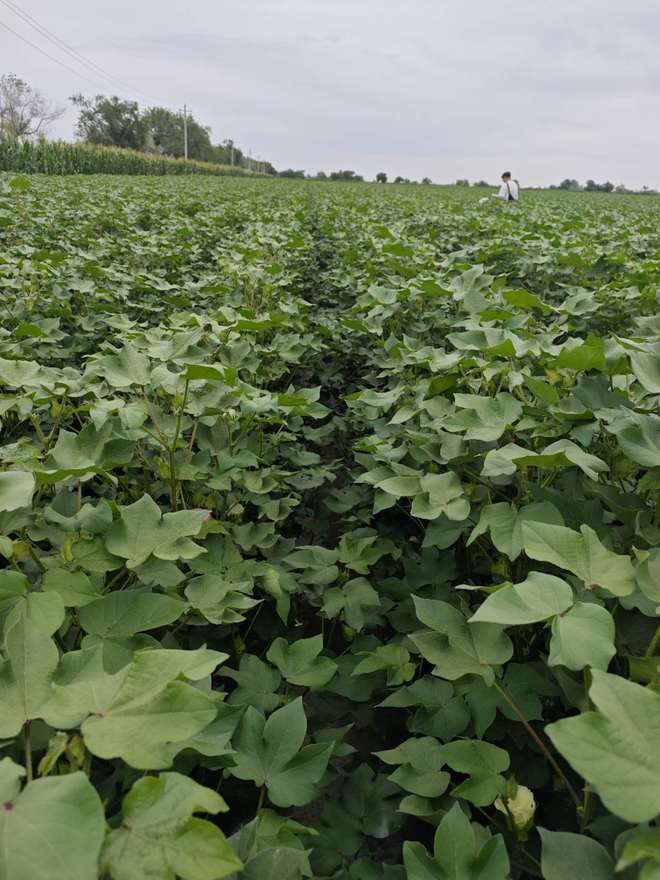 吡虫啉主要杀什么害虫(图3)