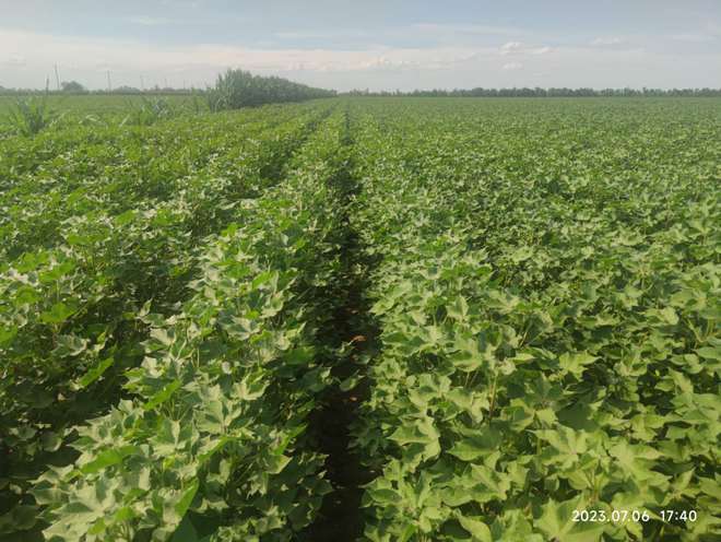 吡虫啉主要杀什么害虫(图6)