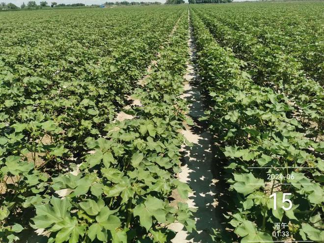 吡虫啉主要杀什么害虫(图7)