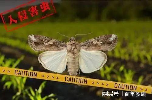 每年7月农村这种害虫太可怕玉米成了主要受害者？你知道吗(图3)