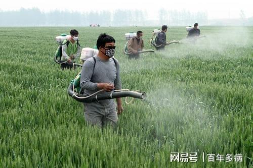 每年7月农村这种害虫太可怕玉米成了主要受害者？你知道吗(图5)