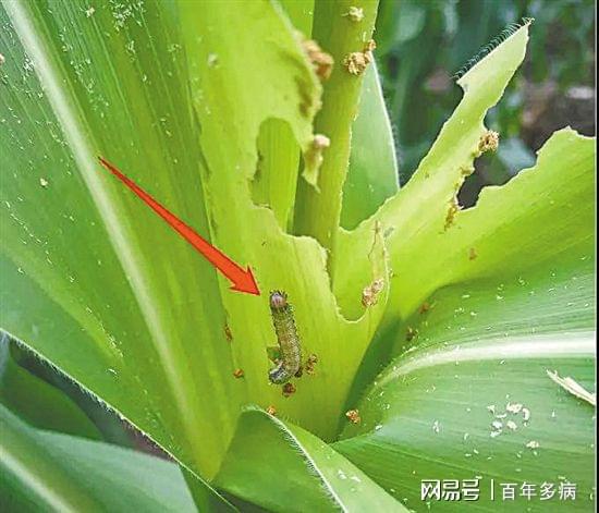 每年7月农村这种害虫太可怕玉米成了主要受害者？你知道吗(图4)