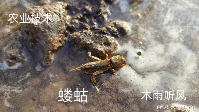 怎样用辛硫磷防治地下害虫？掌握用药技巧地下害虫无处逃(图1)