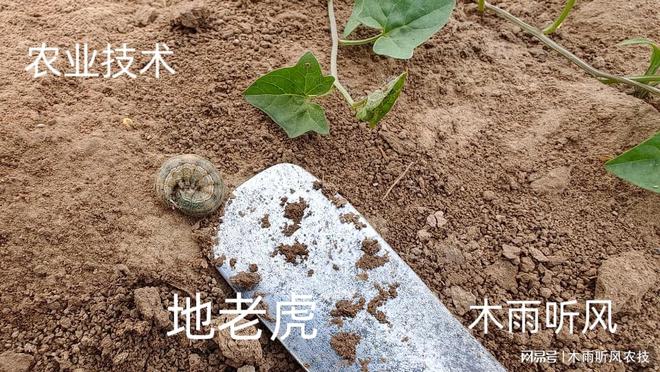 怎样用辛硫磷防治地下害虫？掌握用药技巧地下害虫无处逃(图2)