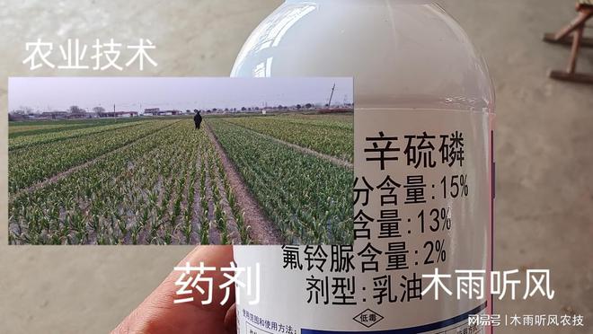 怎样用辛硫磷防治地下害虫？掌握用药技巧地下害虫无处逃(图3)