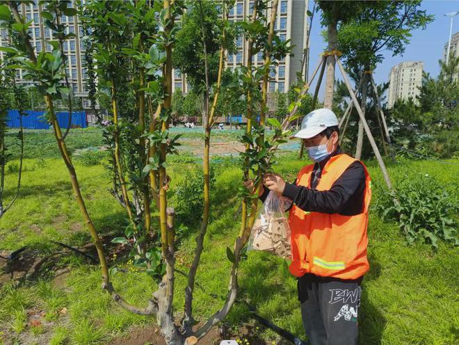 以虫治虫平谷区释放40万头异色瓢虫(图4)