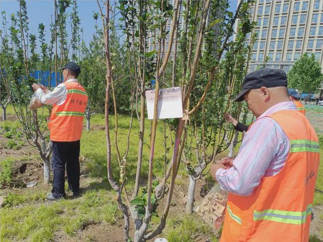 以虫治虫平谷区释放40万头异色瓢虫(图3)