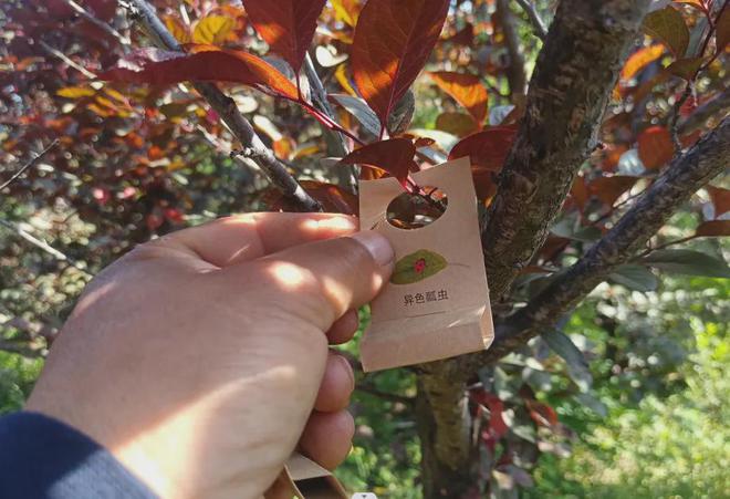 以虫治虫平谷区释放40万头异色瓢虫(图1)