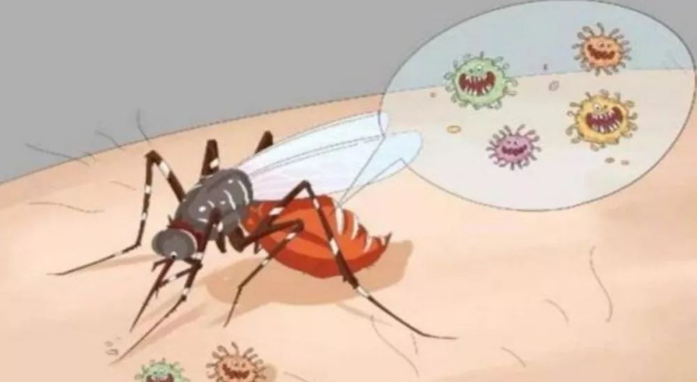 【温馨提示】怎么灭蚊子六种方法轻松灭蚊子(图1)