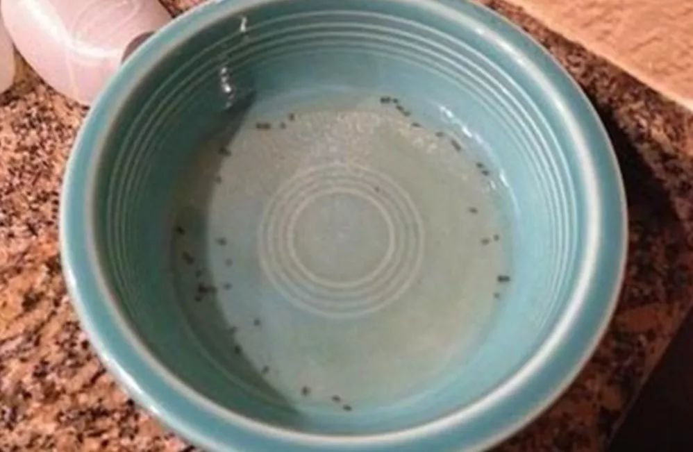 【温馨提示】怎么灭蚊子六种方法轻松灭蚊子(图2)