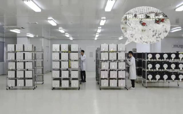 广东“蚊子工厂”上演蚊子江湖“无间道”(图2)