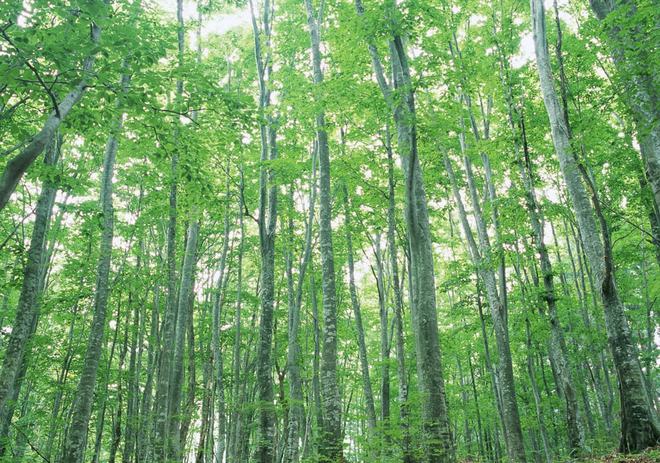 林业常见病虫害的防治方法(图1)