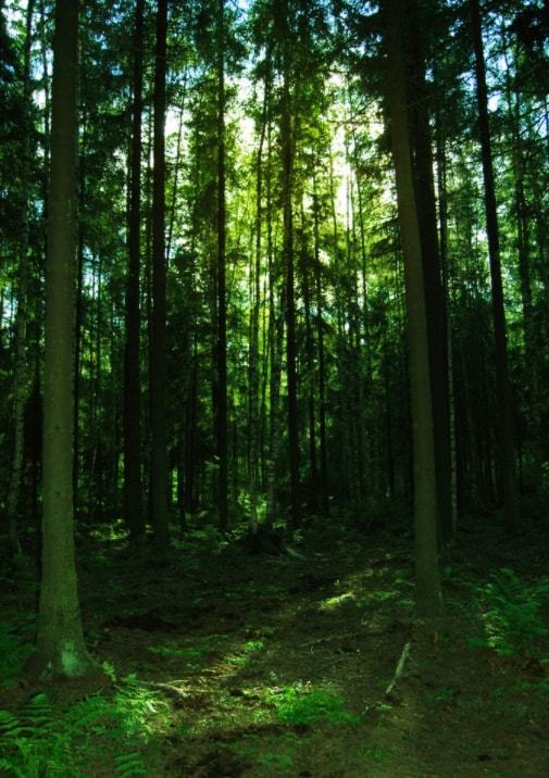 林业常见病虫害的防治方法(图8)