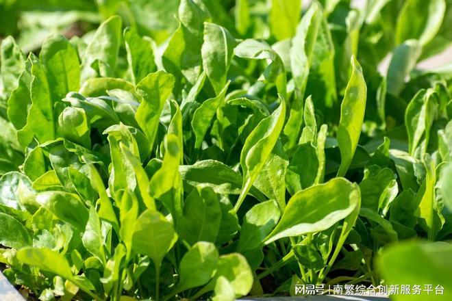 菠菜主要的病虫害有哪些？种植菠菜如何防治病虫害？(图1)