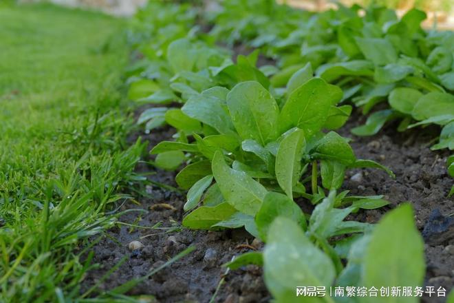 菠菜主要的病虫害有哪些？种植菠菜如何防治病虫害？(图2)