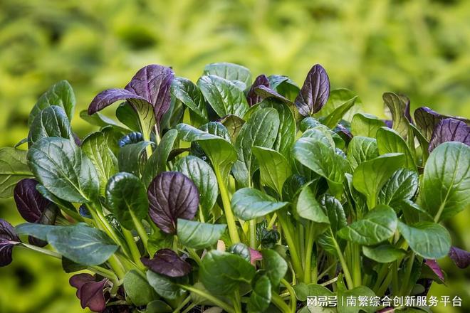 菠菜主要的病虫害有哪些？种植菠菜如何防治病虫害？(图3)