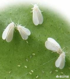 农作物虫害防治的主要途径有哪些？(图1)