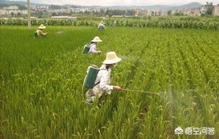 农作物虫害防治的主要途径有哪些？(图3)
