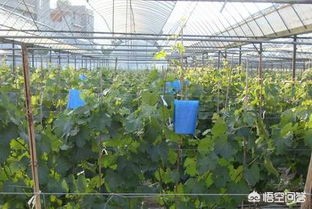 农作物虫害防治的主要途径有哪些？(图4)