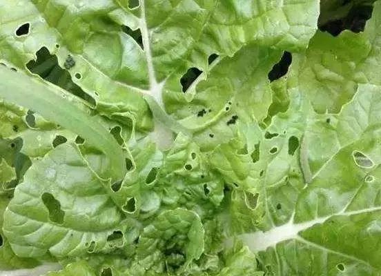 记住这10个杀虫配方除虫再也不作难！(图1)