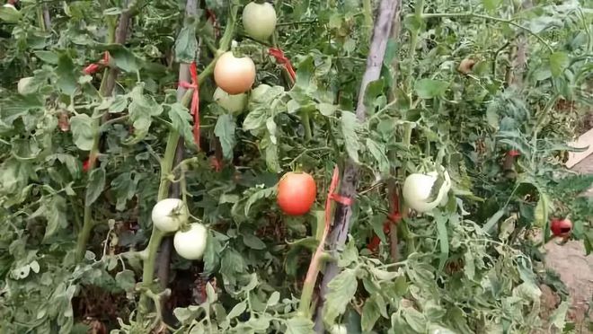 记住这10个杀虫配方除虫再也不作难！(图2)