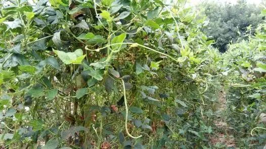 记住这10个杀虫配方除虫再也不作难！(图3)